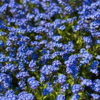 Forget Me Not- Indigo Compacta