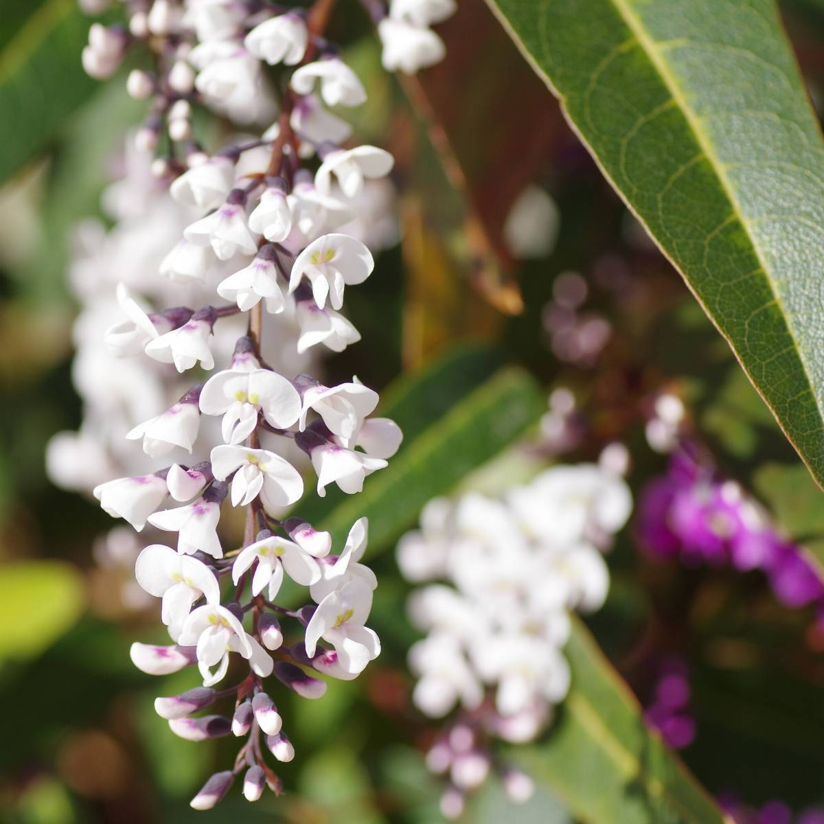 Hardenbergia- White