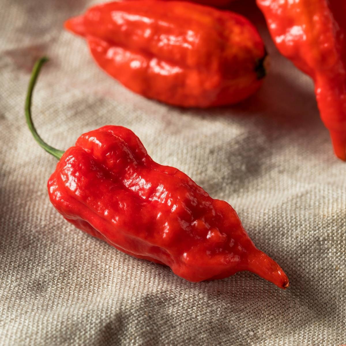 Chilli- Bhut Jolokia Red