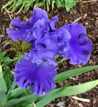 Sea Power Bearded Iris