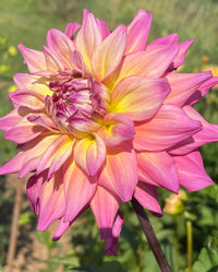 Bahama Mama Dahlia