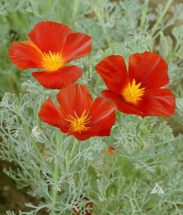 Californian Poppy- Red Chief