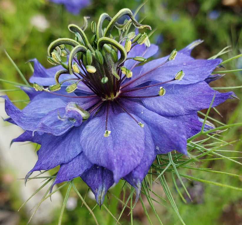 Heirloom Nigella Hispanica Flower Seeds, Non-GMO Unique Black Cumin Blooms for Garden Planting