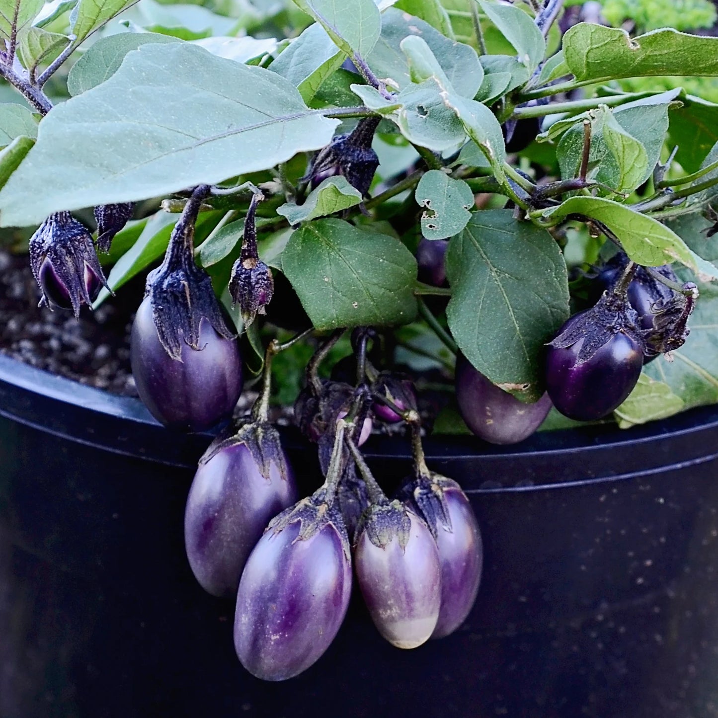 Patio Baby – Eggplant Seed
