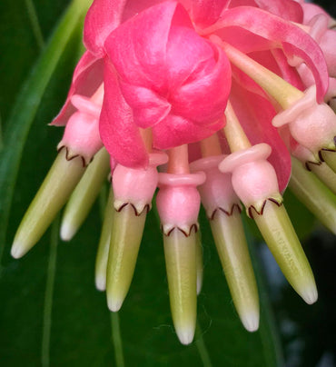 Heirloom Non-GMO Cavendishia Grandifolia Flower Seeds for Planting – Rare Tropical Garden Blooms