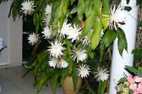 Heirloom Epiphyllum Flower Seeds, Non-GMO Night-Blooming Cactus Blooms for Garden Planting