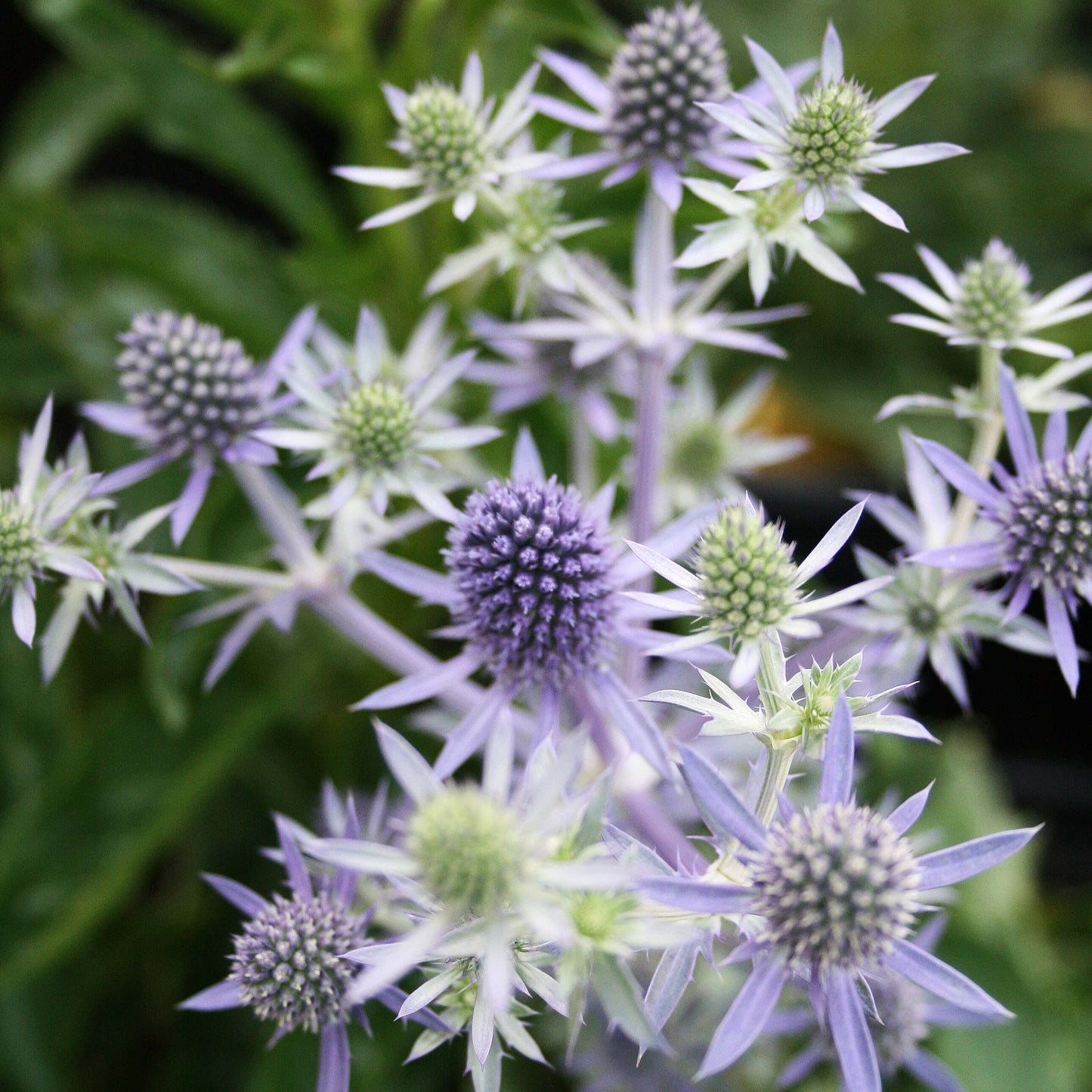 Heirloom Non-GMO Hobbit Sea Holly Eryngium Flower Seeds for Planting – Unique Spiky Blooms - Non-GMO for planting in home garden