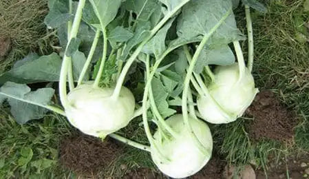 Kohlrabi- White Vienna