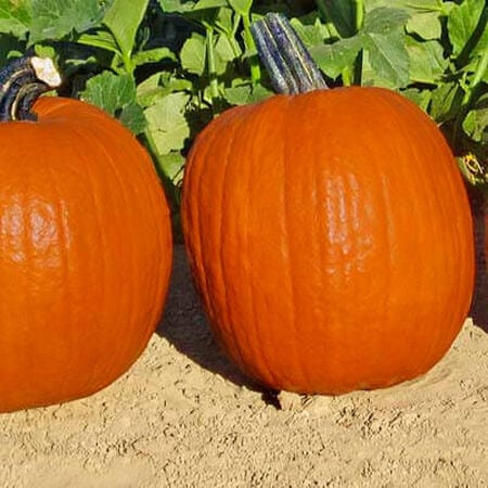 Cargo PMR – Treated Pumpkin Seed