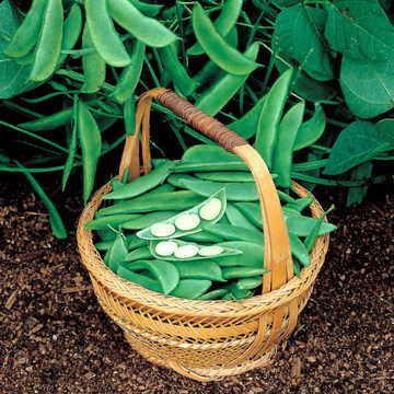 Eastland Lima Bean Seeds