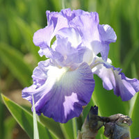 Clarence Reblooming Bearded Iris Seeds