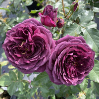 Ebb Tide Floribunda Rose