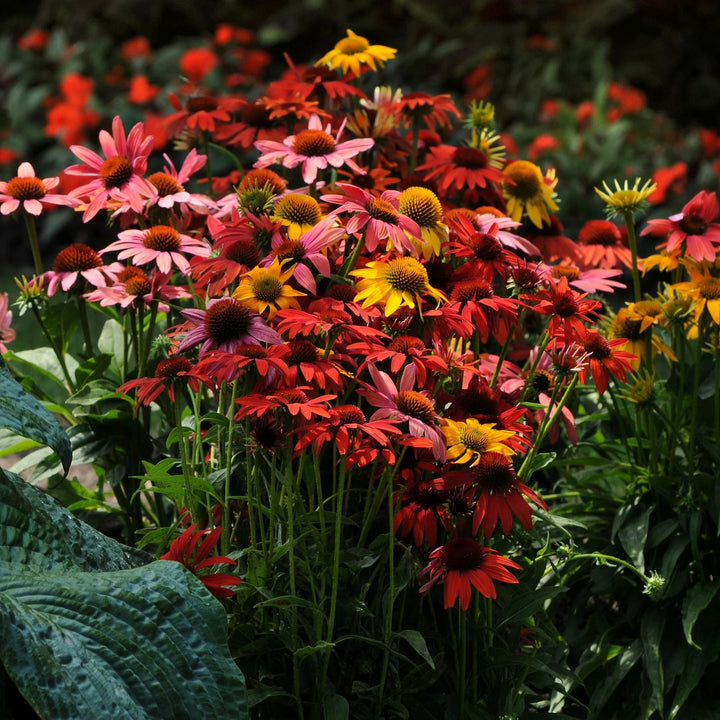 Mixed Echinacea Cheyenne Spirit Wildflower Seeds for Planting - To attract Pollinators & Butterflies, GMO Free Seeds