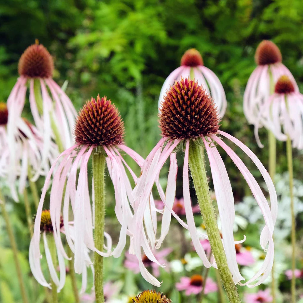Echinacea- Pale Purple Coneflower
