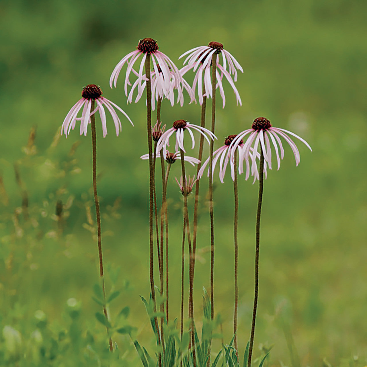 Echinacea- Pale Purple Coneflower