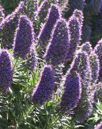 Echium- Pride of Madiera