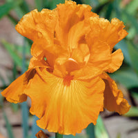 Edgefield Glow Bearded Iris Seeds