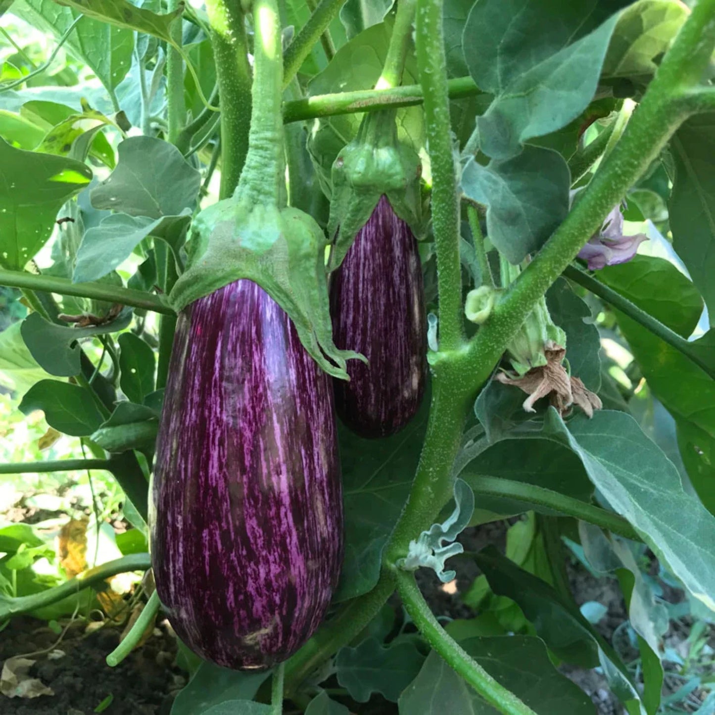 Gaudi – Organic Eggplant Seed
