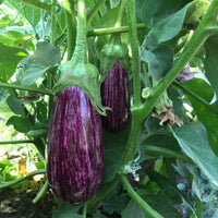 Gaudi – Organic Eggplant Seed