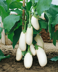 Eggplant- Casper