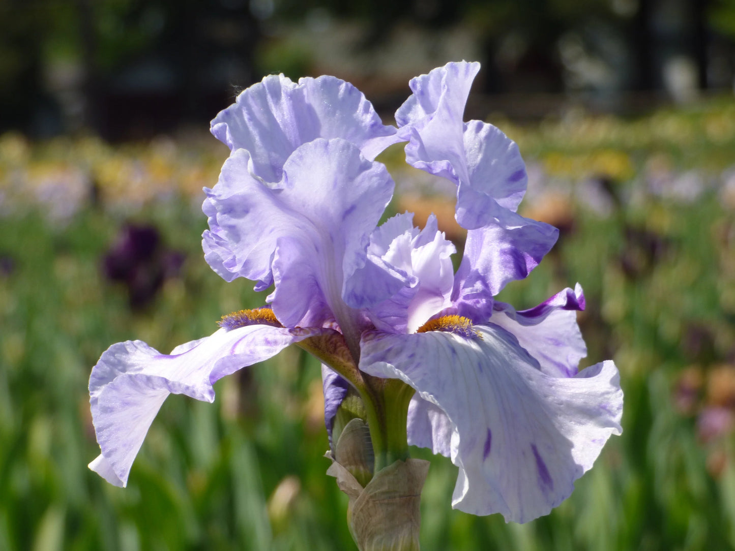 Maria Tormena Bearded Iris Seeds