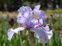Maria Tormena Bearded Iris Seeds