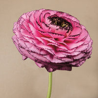 Ranunculus- Elegance Rosa Striato 69-16