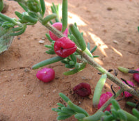 Saltbush- Ruby