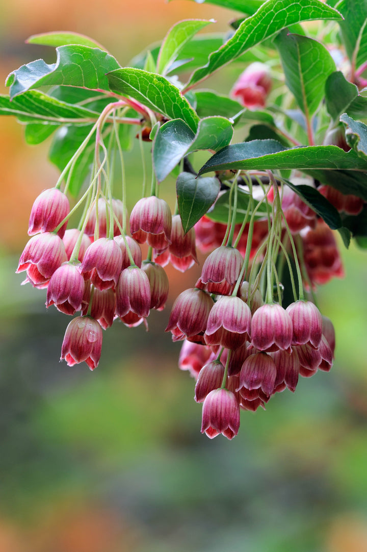 Heirloom Non-GMO Enkianthus Campanulatus Flower Seeds for Planting – Elegant Bell-Shaped Blooms for Ornamental Gardens