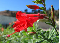 Epilobium Canum Flower Seeds – Heirloom, Non-GMO, Hummingbird-Friendly Blooms for Planting
