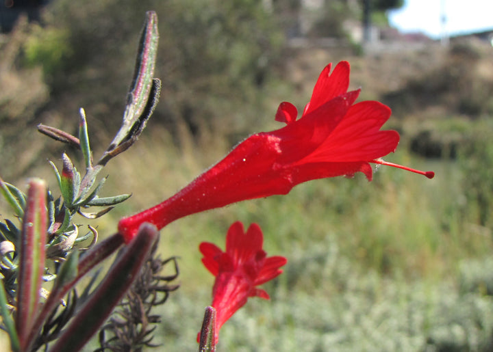 Epilobium Canum Flower Seeds – Heirloom, Non-GMO, Hummingbird-Friendly Blooms for Planting