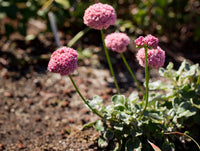 Heirloom Eriogonum Grande Flower Seeds for Planting, Non-GMO