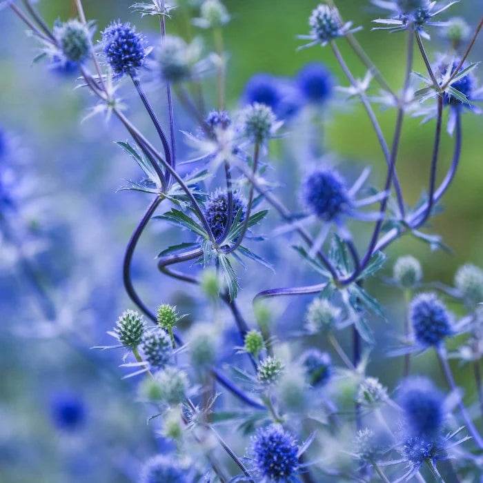 Sea Holly- Deep Blue