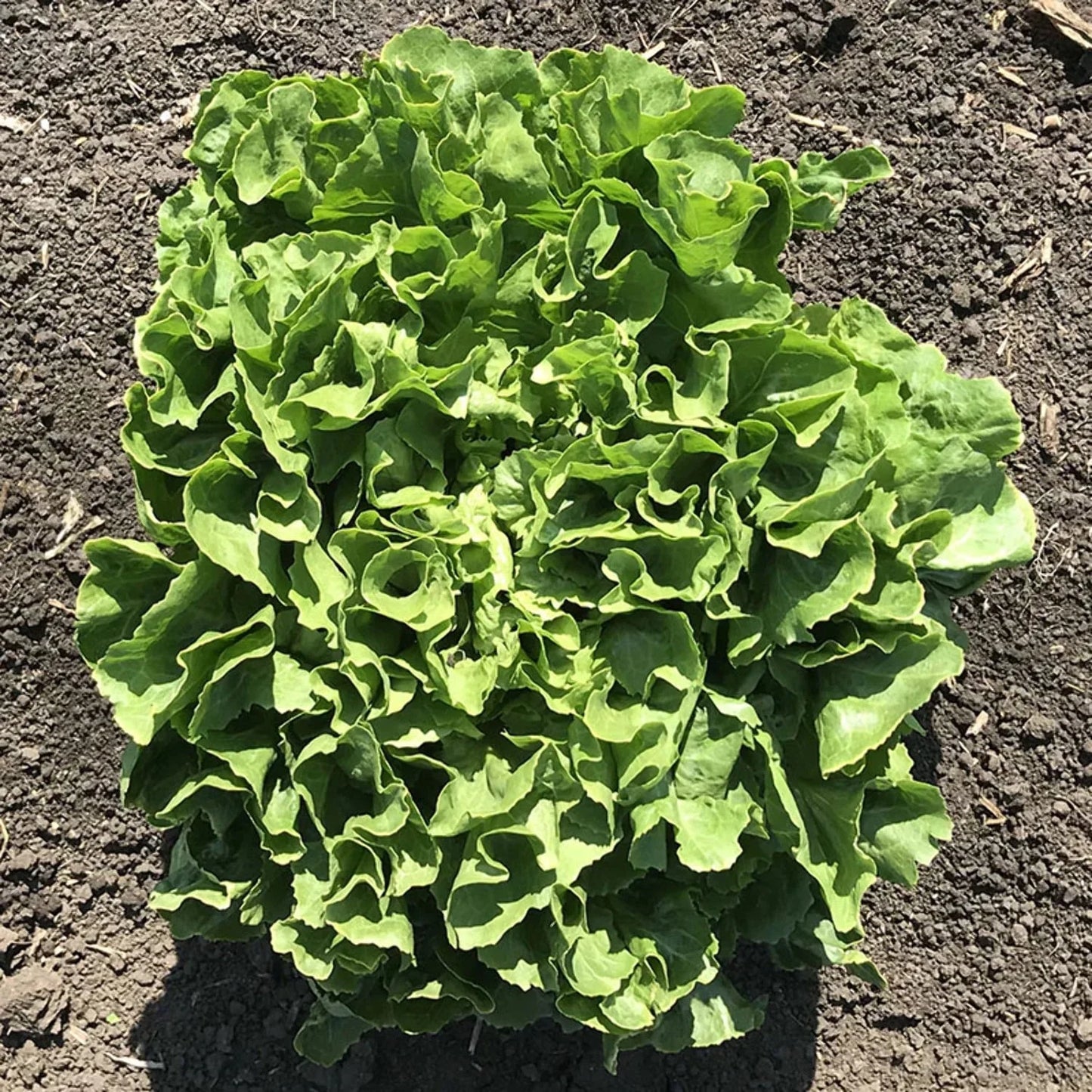 Eliance – Organic Escarole Seed