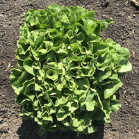 Eliance – Organic Escarole Seed