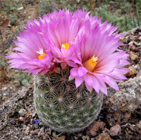 Heirloom Escobaria Vivipara Flower Seeds for Planting, Non-GMO