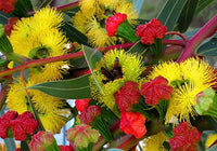 Red Cap Gum- Dwarf