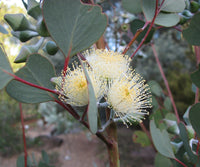 Eucalyptus- Round Leaved Mallee
