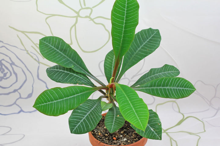 Euphorbia Leuconeura Plant Seeds – Heirloom Non-GMO Madagascar Jewel Seeds for Indoor or Garden Planting