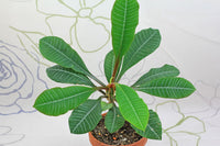 Euphorbia Leuconeura Plant Seeds – Heirloom Non-GMO Madagascar Jewel Seeds for Indoor or Garden Planting