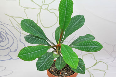 Euphorbia Leuconeura Plant Seeds – Heirloom Non-GMO Madagascar Jewel Seeds for Indoor or Garden Planting