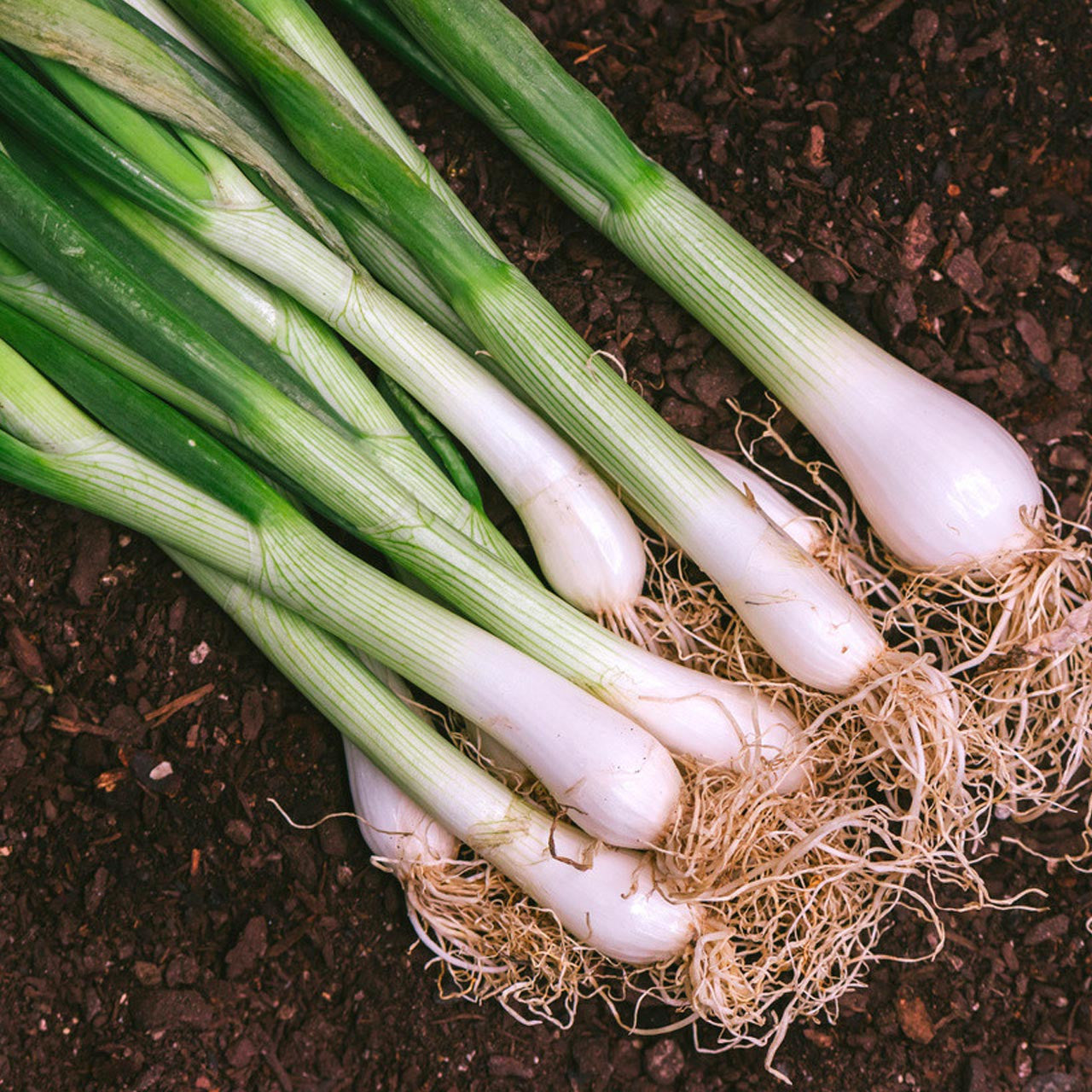 Bunching Onion- Evergreen Bunching