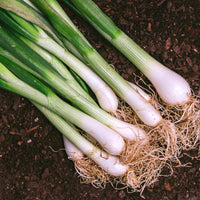 Bunching Onion- Evergreen Bunching