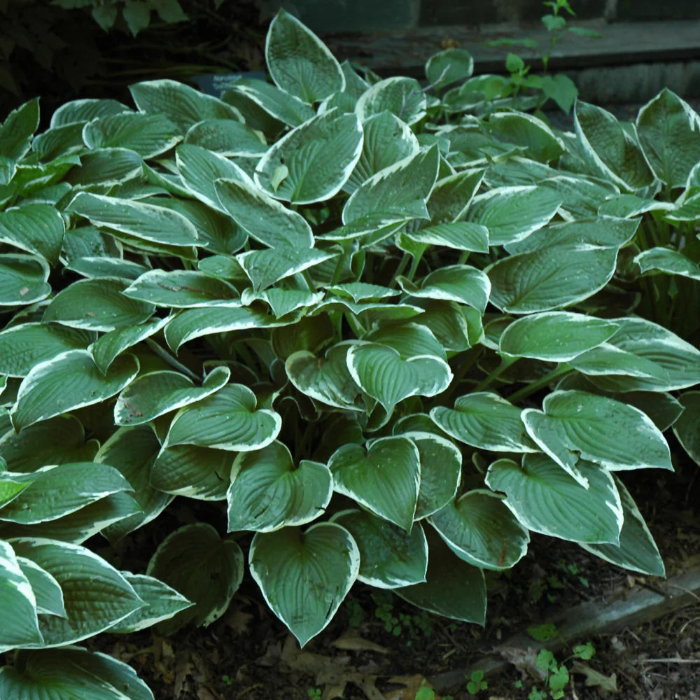 Francee Hosta