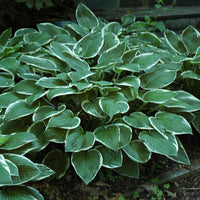 Francee Hosta