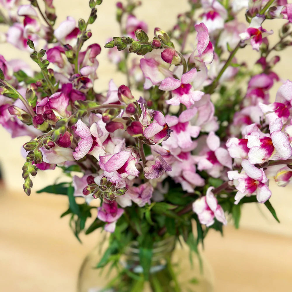 Snapdragon- Lucky Lips