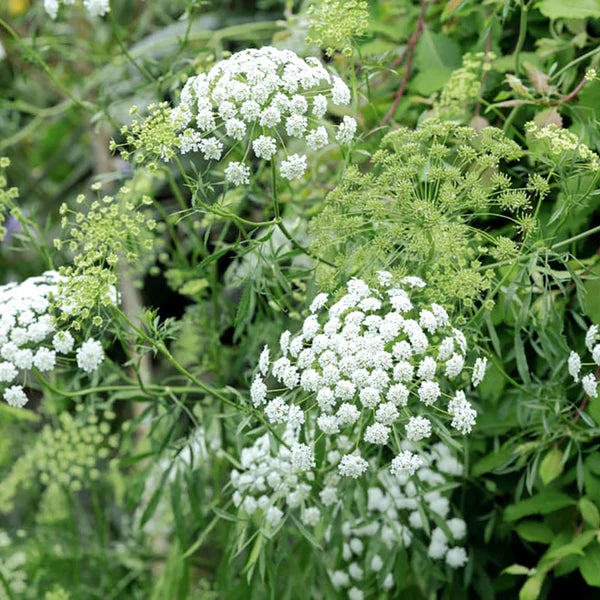 Ammi Majus Seeds for Planting – Organic, Heirloom, Non-GMO Flower Seeds