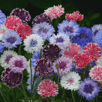 Cornflower- Classic Artistic