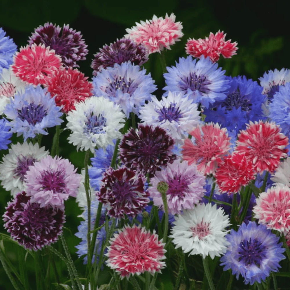 Cornflower- Classic Artistic