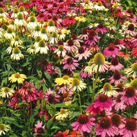 Mixed Echinacea Lustre Wildflower Seeds for Planting - Heirloom Seeds to attract Pollinators & Butterflies - Echinacea for planting in home garden